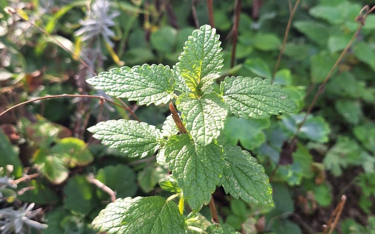 muliple green Mint herb leaves