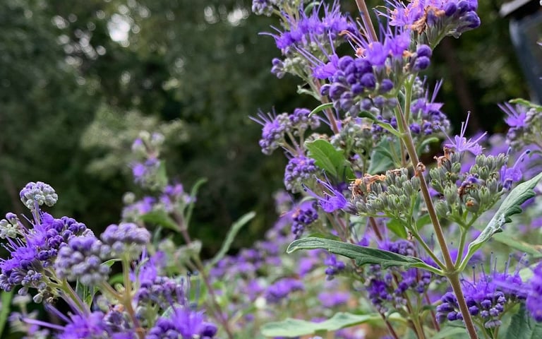 a tiny Bluebeard bush with purple flowers