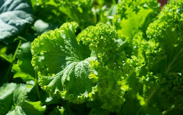 a Salad plant with big green leaves