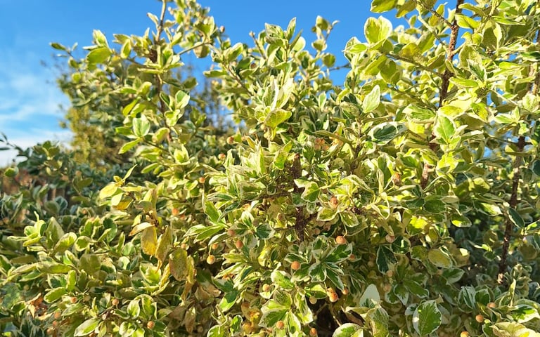 green-yellow Wintercreeper bush in full sun