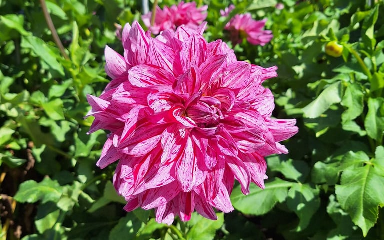 one perennial plant with a big pink flower thriving in full sun
