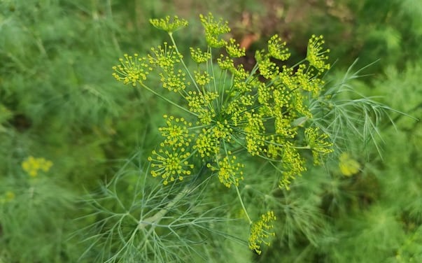 a Dill herb which is growing well