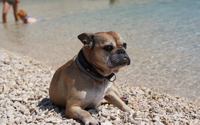Hund Wilma am Strand