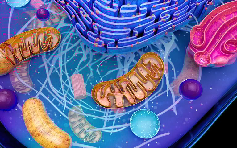 Health Vibes - an unhealthy gut microbiome from too many sugary & processed foods 