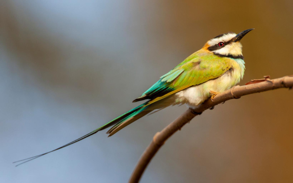 Swallow-tailed Bee-eater perched in savanna