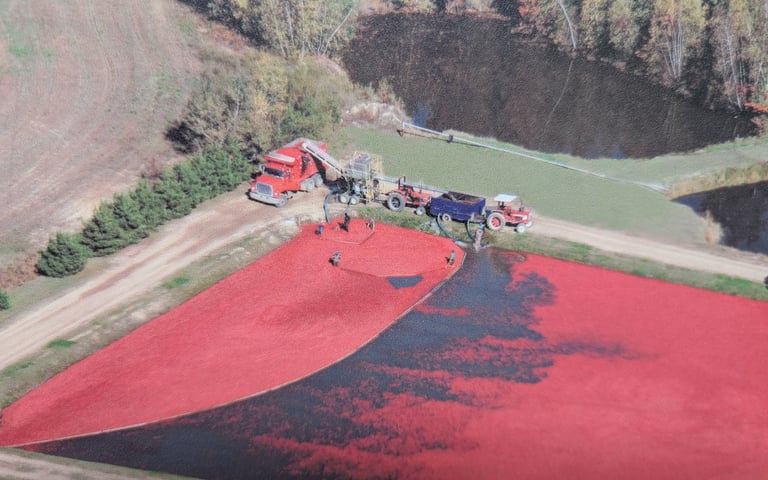 Récolte d'un bassin de canneberges