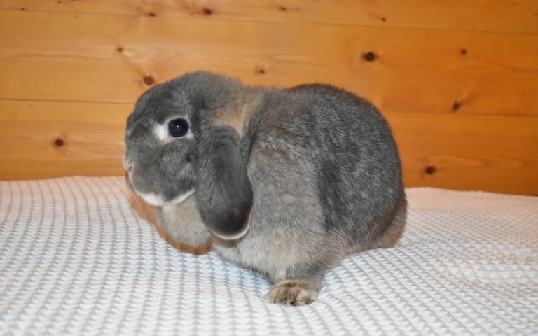 Hot Cross Buns' Quinoa - Adult spayed opal doe