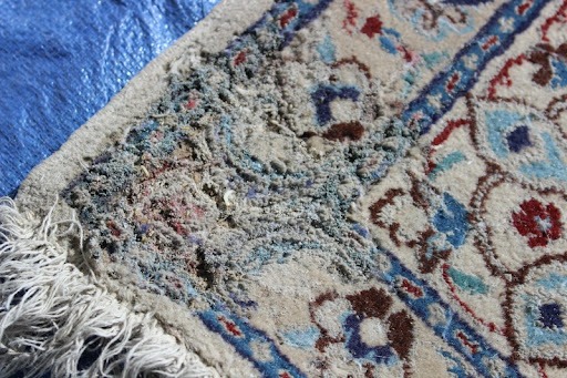 moth damage to area rug