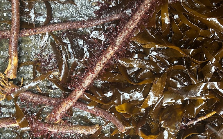 Laminaria hyperborea