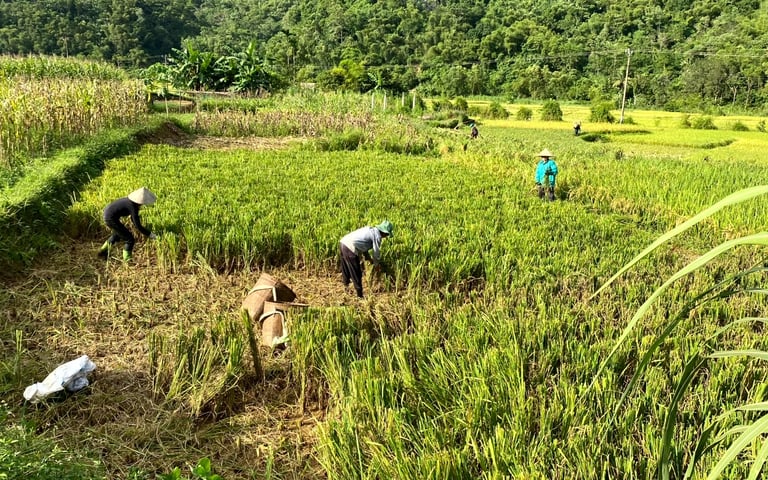 Rice field