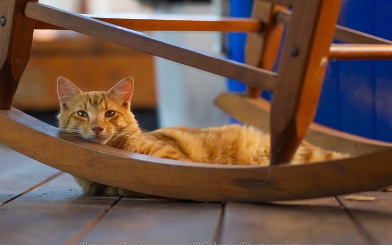 Orange cat laying down with head on rocking chair rocker