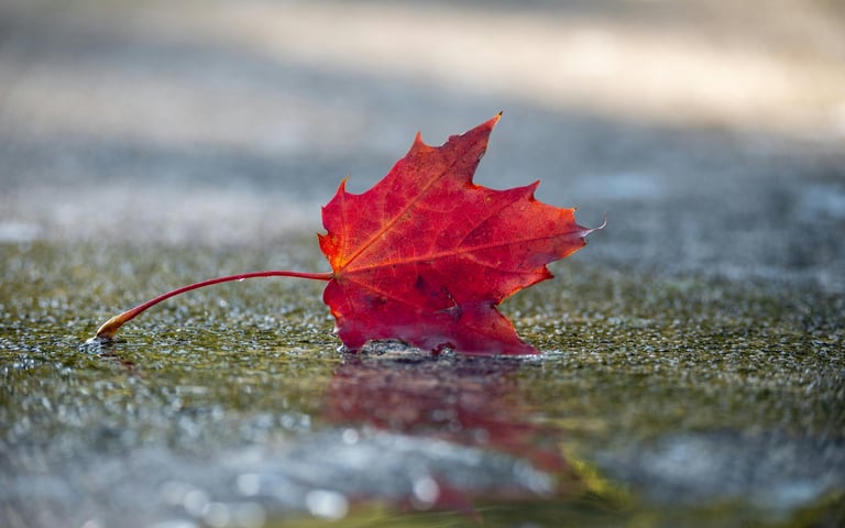 Cami Hoang – Autumn Leaf on Water | Article Page