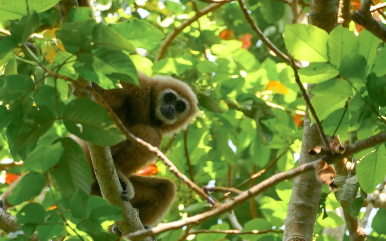 Gibbon, Chumphon