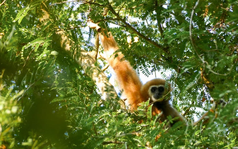 Gibbon, Chumphon