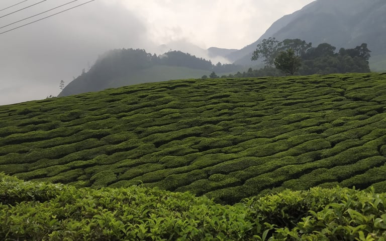 kolukkumalai-teaestate