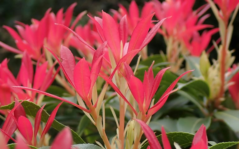 green and red Pieris Japonica leaves in shade