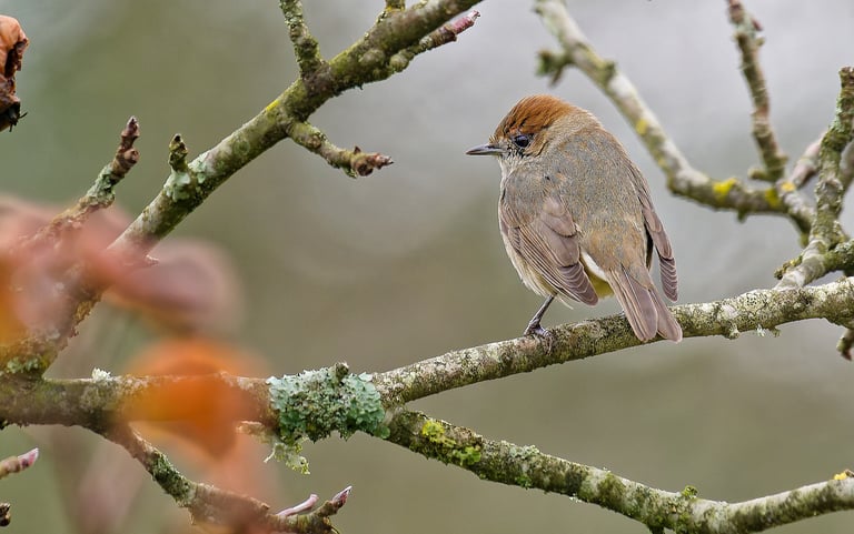 Fauvette tête noire, Serge Brodin, Kiosque à Image, Chateau-gontier