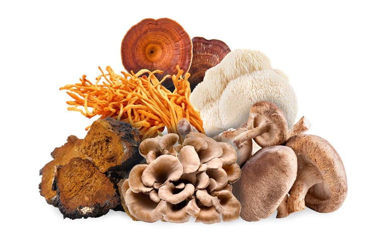 medicinal mushrooms