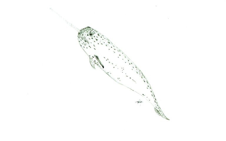 ascending narwhal 6''X9''