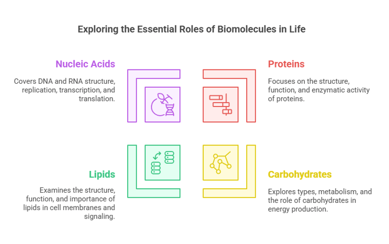Roles of Biomolecules in Life