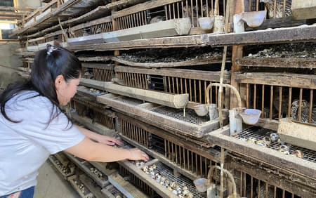 trứng chim cút bóc sẵn, chim cút thịt, chim bồ câu thịt giá sỉ Đông Anh Hà Nội