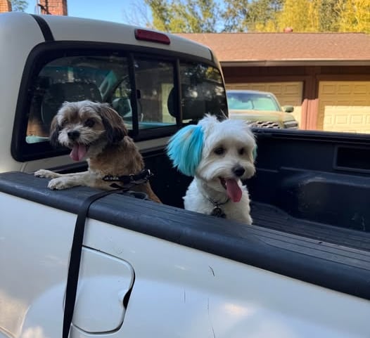 Happy dog wagging tail during boarding drop-off near Antelope CA