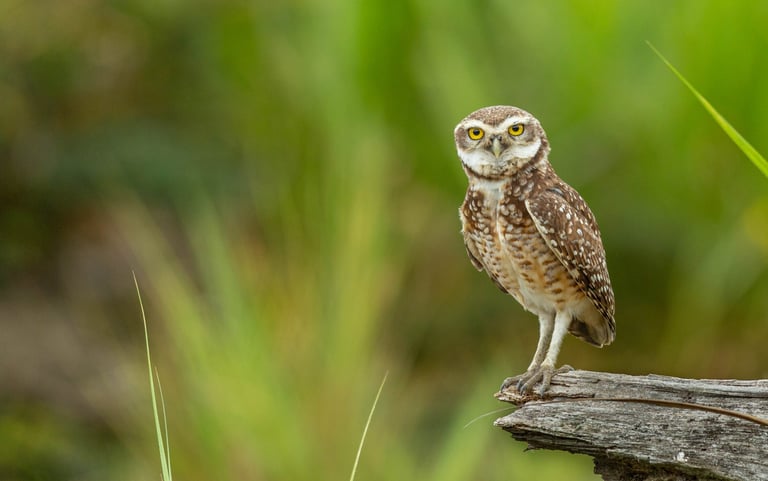 Birdwatching Manu Expeditions 4d/3n