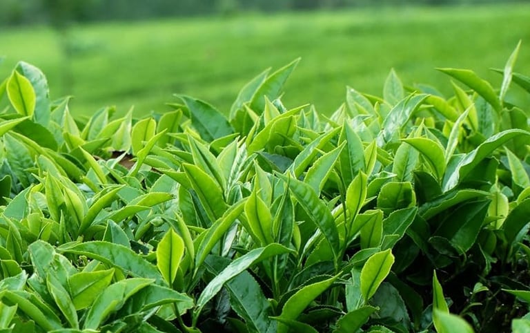 camellia sinensis