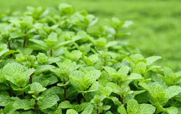 peppermint