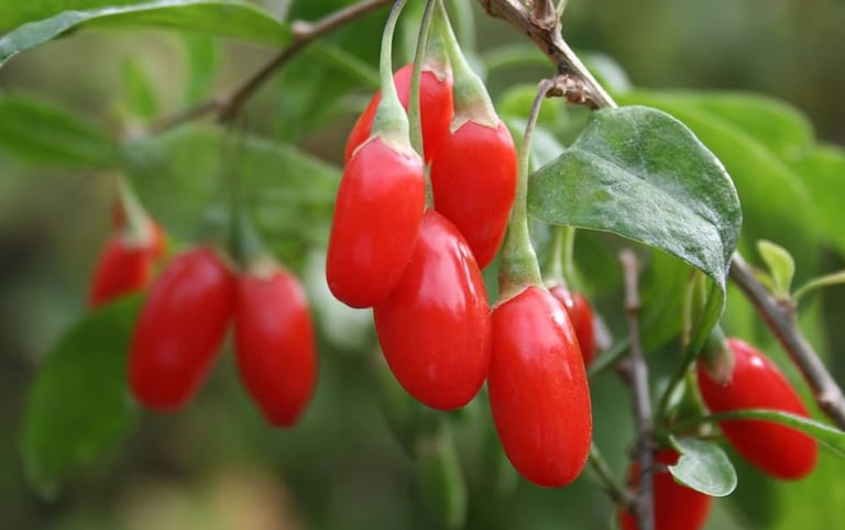 goji