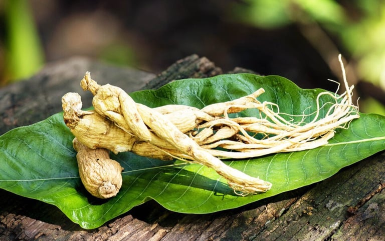 ginsenf roots
