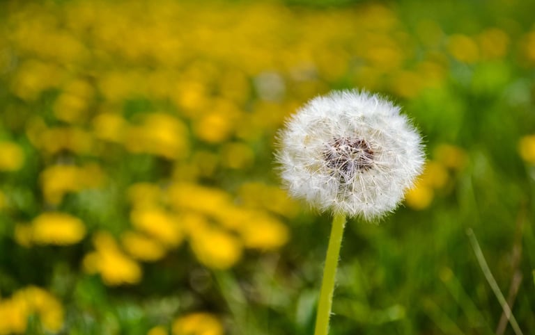 dandelion