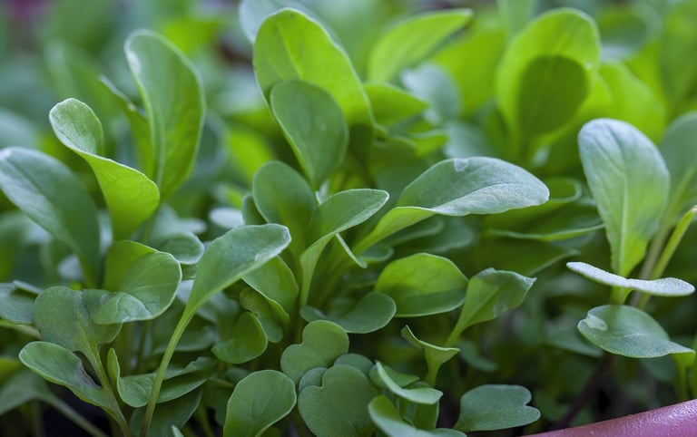 watercress