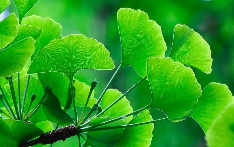 ginkgo biloba leaves