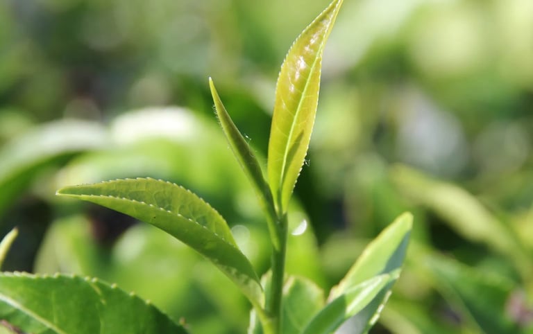 camellia sinensis