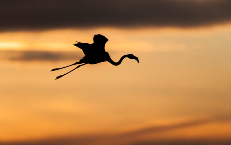 a flamingo flying through the sky at sunset