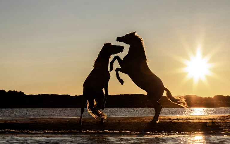 two horses are playing in the water at sunset