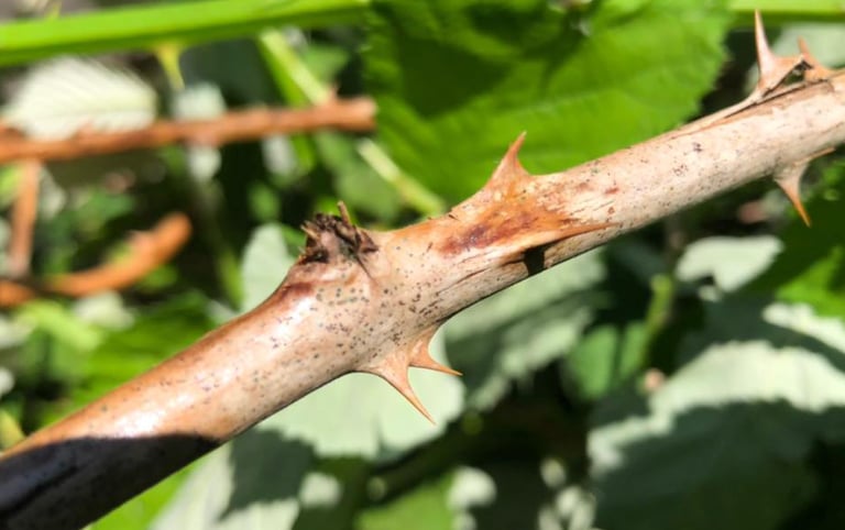 A Sharp Blackberry thron