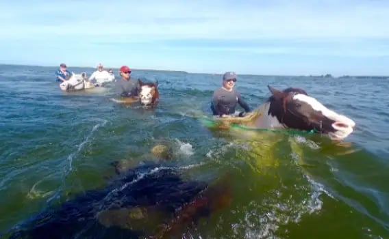 Horseback Riding Near Anna Maria Island