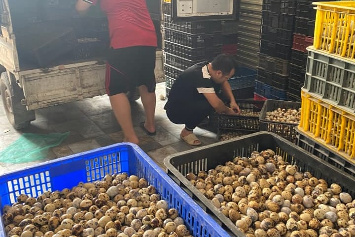 trứng chim cút bóc sẵn Đông Anh, Hà Nội, chim cút thịt, chim câu thịt giá sỉ