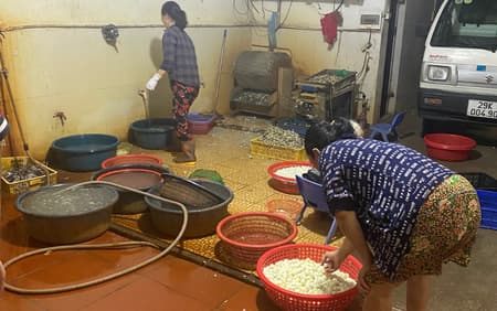 trứng chim cút bóc sẵn, chim cút thịt, chim bồ câu thịt giá sỉ Đông Anh Hà Nội