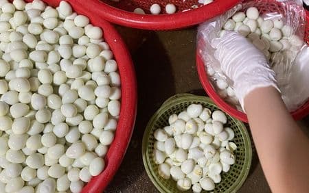 nguồn sỉ trứng chim cút bóc sẵn, chim cút thịt, chim bồ câu thịt giá sỉ giao hàng tận nơi Hà Nội