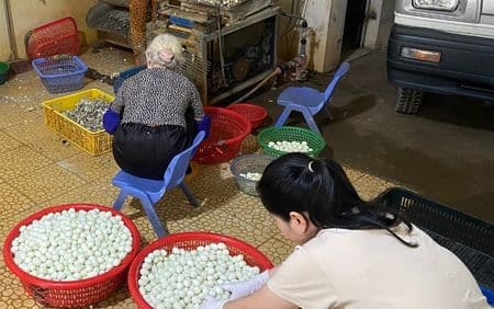 nguồn sỉ trứng chim cút bóc sẵn, chim cút thịt, chim bồ câu thịt giá sỉ giao hàng tận nơi Hà Nội