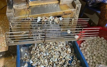 nguồn sỉ trứng chim cút bóc sẵn, chim cút thịt, chim bồ câu thịt giá sỉ giao hàng tận nơi Hà Nội