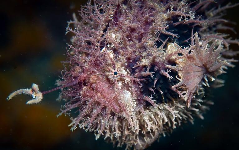 Tasselled Anglerfish