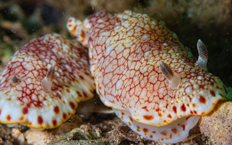 Nudibranch