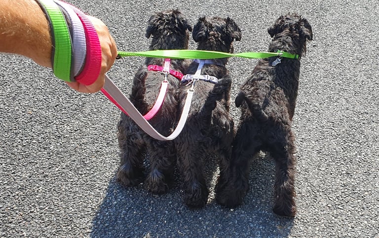 Mini troupeau de Schnauzers