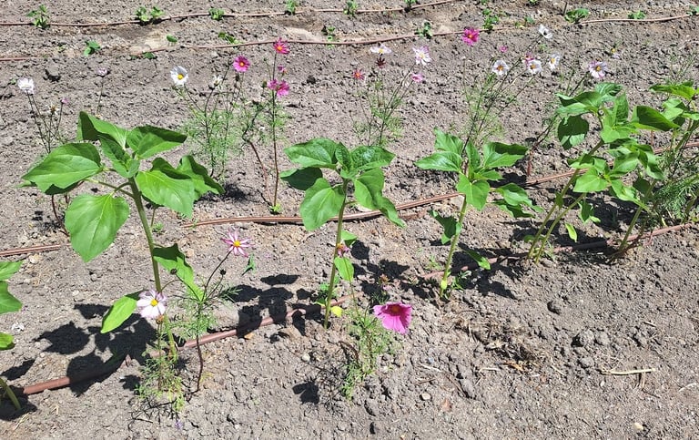 a lot of plants with compost in the soil