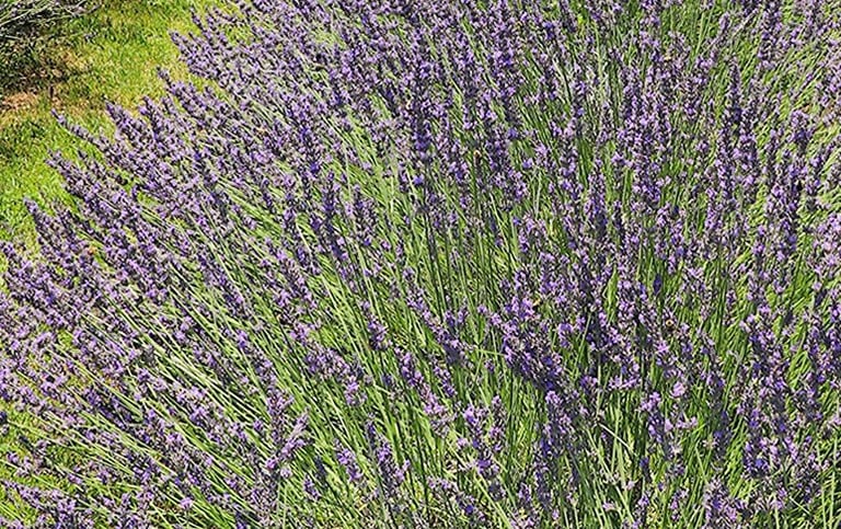 multiple purple flowering lavender bushes