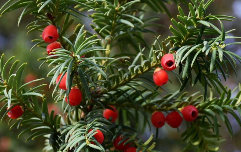 a low growing, dark green Japanese Jew with red berries